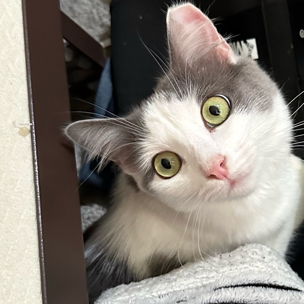 Meet your Posher, Kim